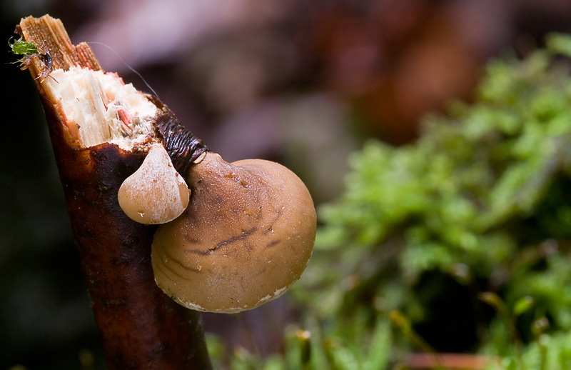 Panellus patellaris